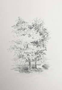 01_SRP_DEER SKETCH_2