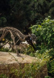 02 TRAIL DINOSAUR 2
