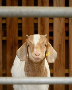 Jupiter Jim Stephenson