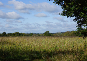 02_HFG_MEADOW
